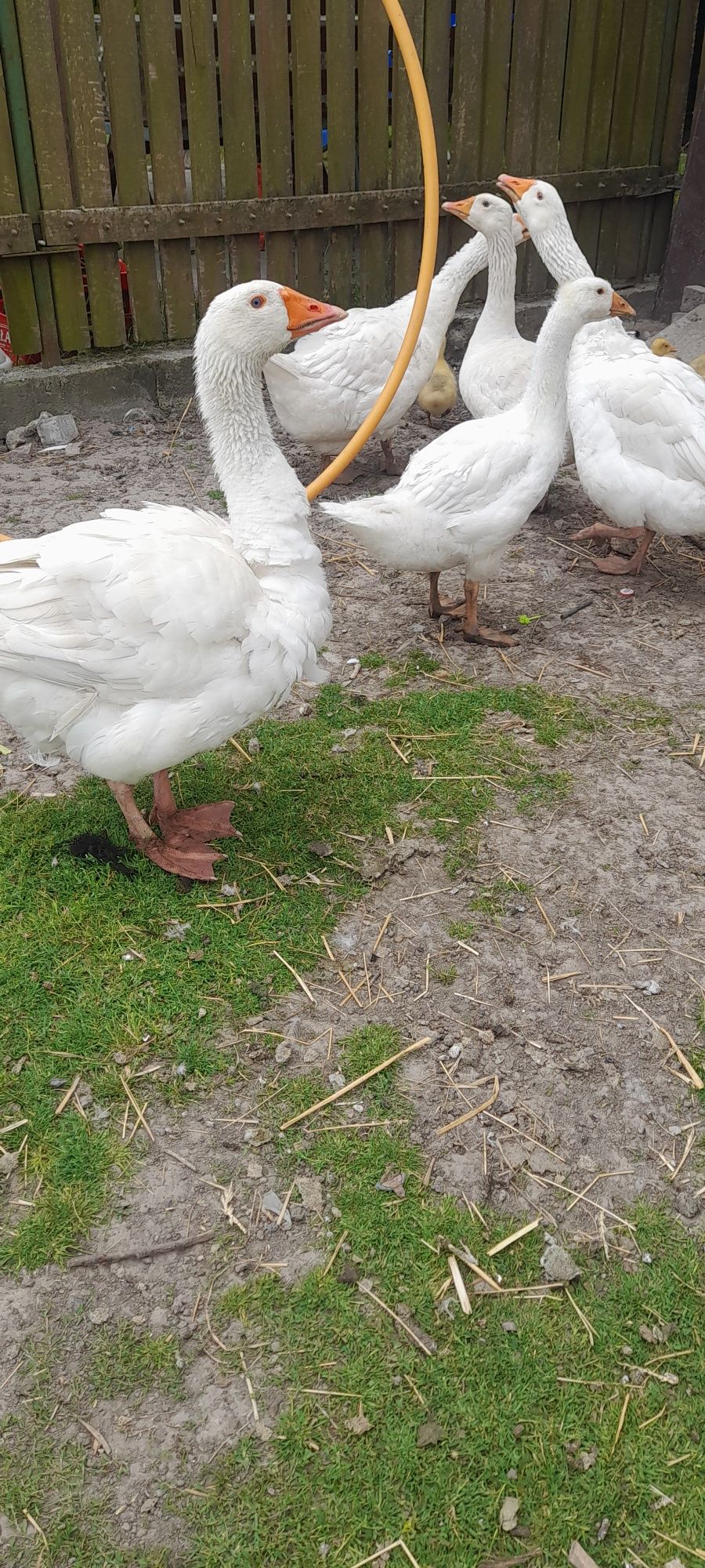 Gęsi owsiane białe