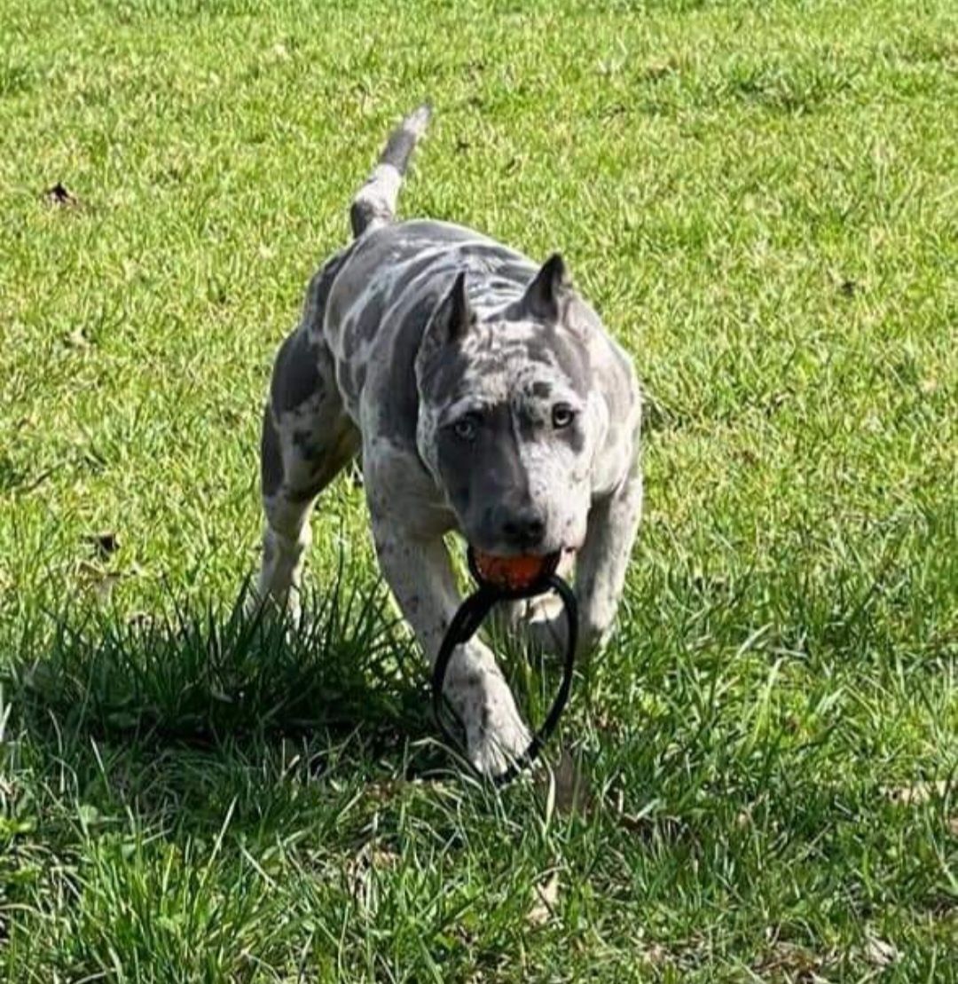 Amstaff_Merle_American Staffordshire Terrier