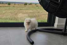 Szpic Miniaturowy - Pomeranian - sliczny piesek