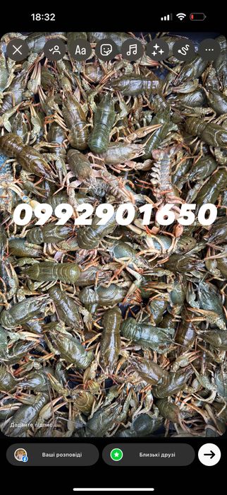 Продам Живі Раки