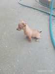 Pinscher menina bonita