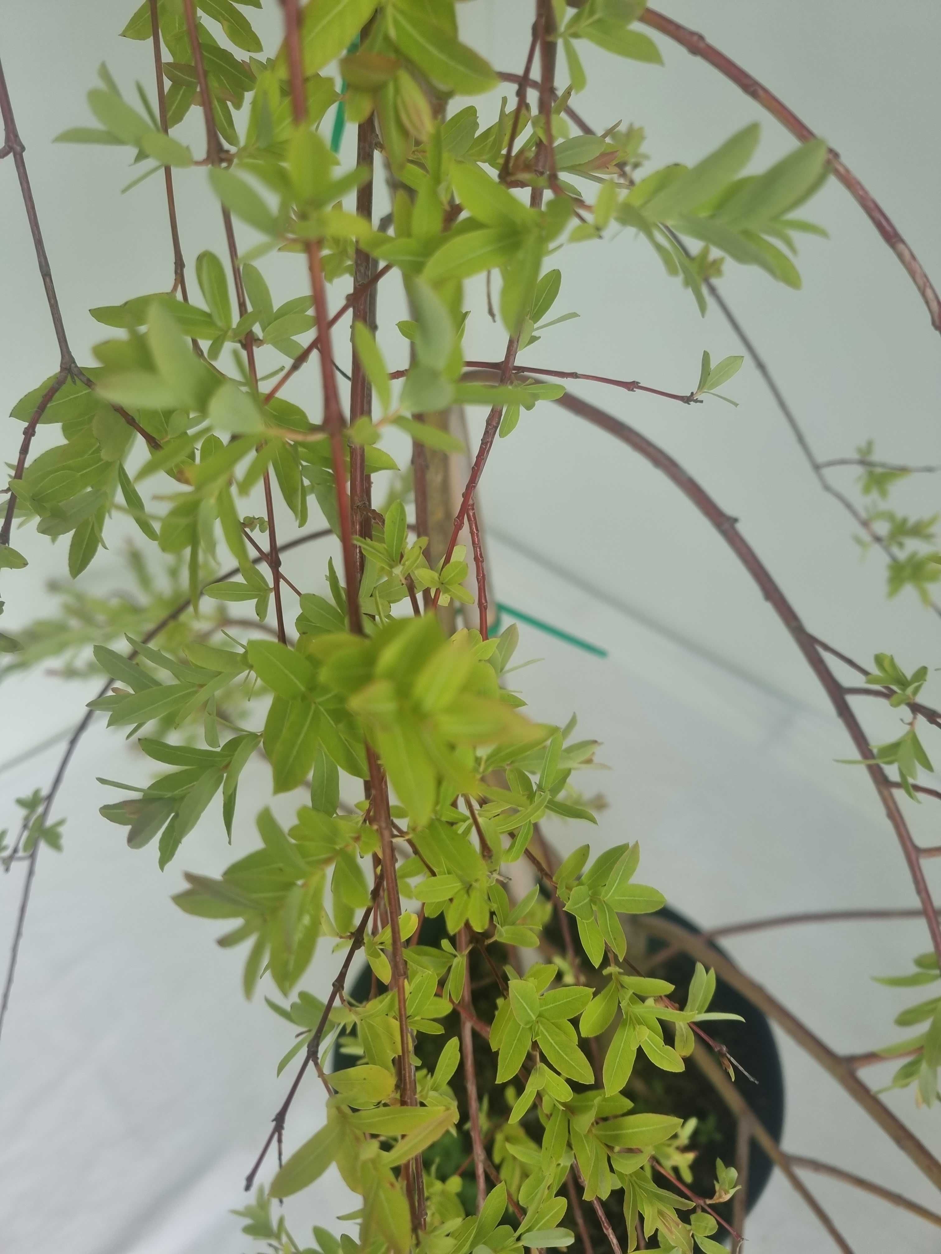 Wierzba Integra Pendula – Płacząca Forma, Wys. 180 cm, Doniczka 10L