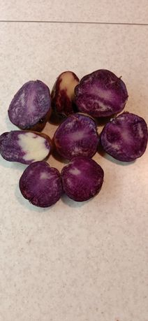 Картопля "Солоха" фіолетова