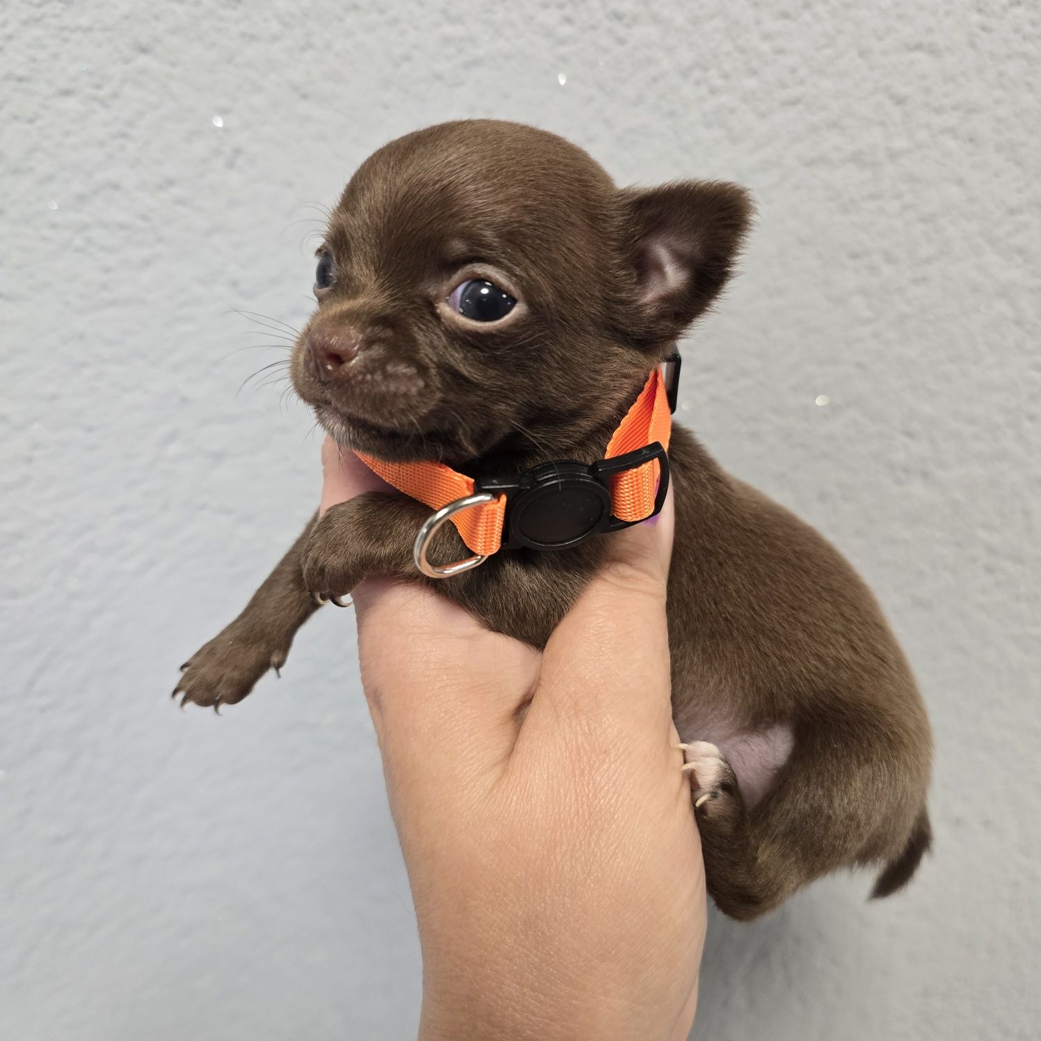 Chihuahua samiec choco czekoladowy