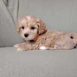 Piękna Suczka- Maltipoo F1