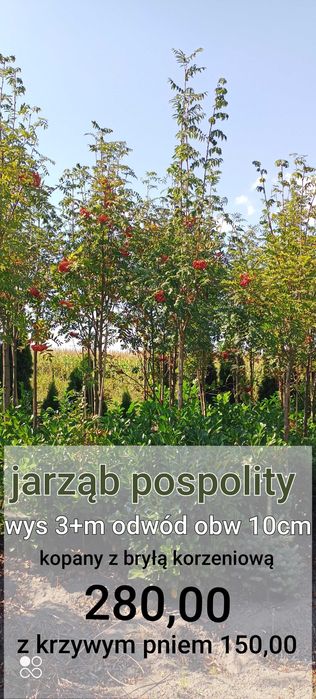 Jarząb pospolity /jarzębina obwód 10+
