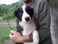 Szczenię Border Collie