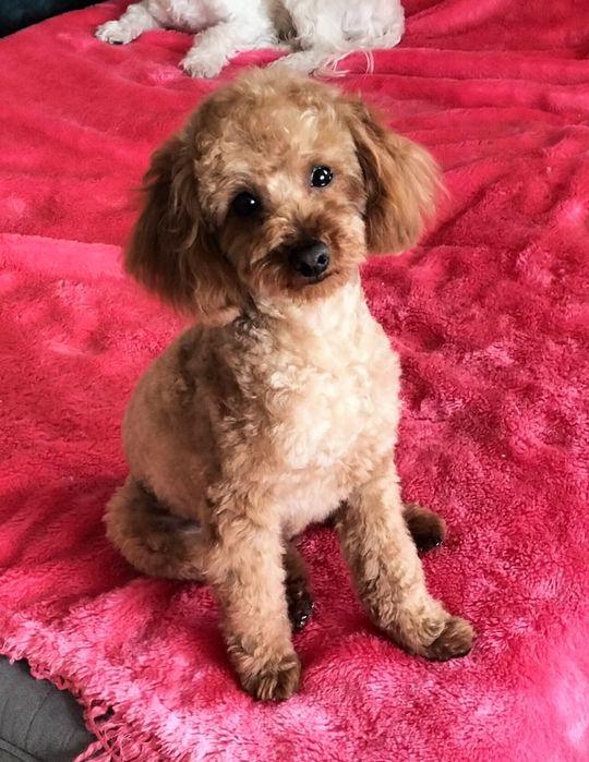 В'язка той пудель