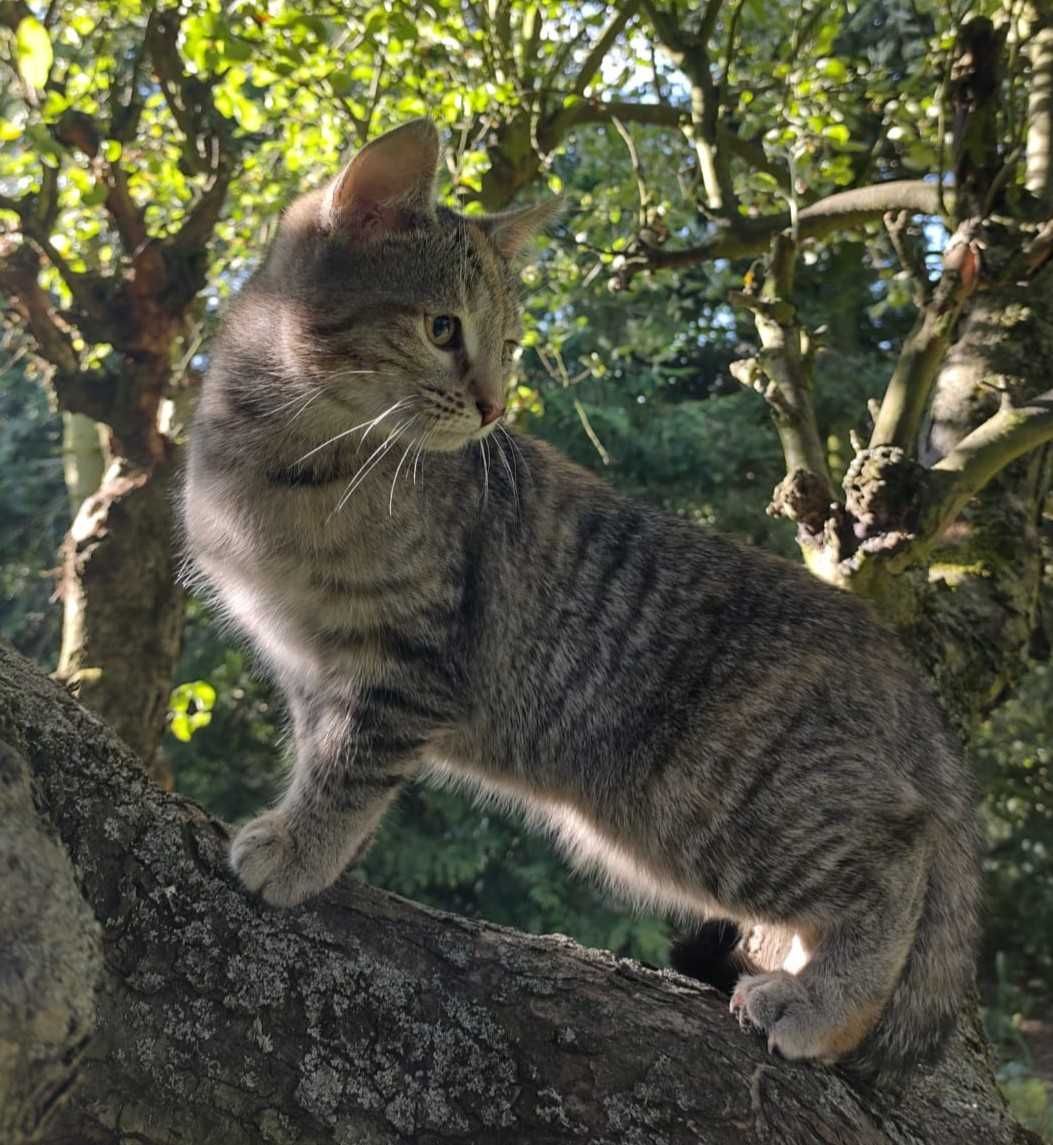 kotki do adopcji