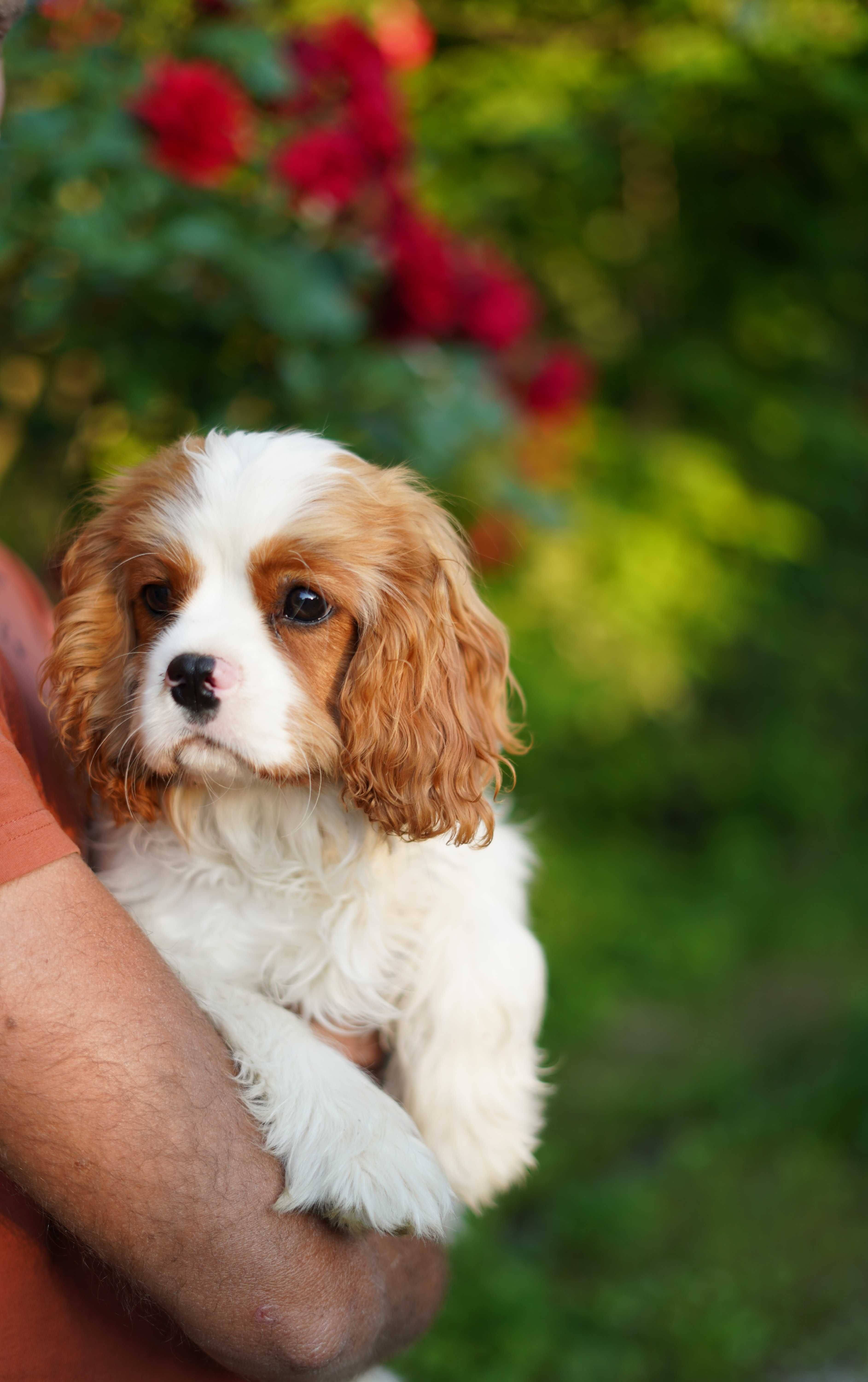 Cavalier King Charles Spaniel FCI ZKWP