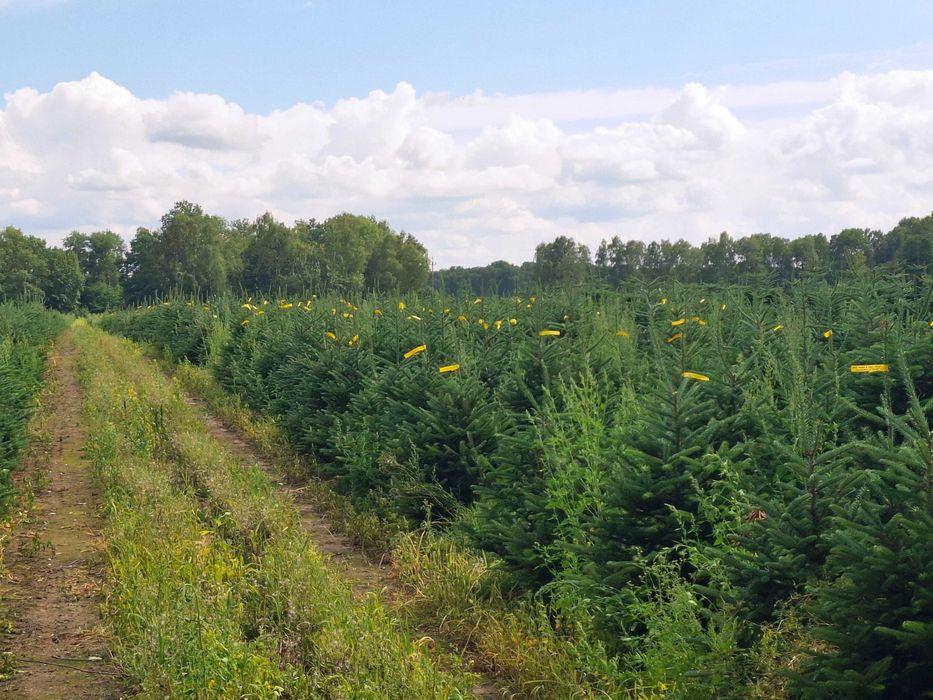 Jodła Frasera w donicy / doniczka 125 - 175 cm- Plantacja TuChoinki.pl