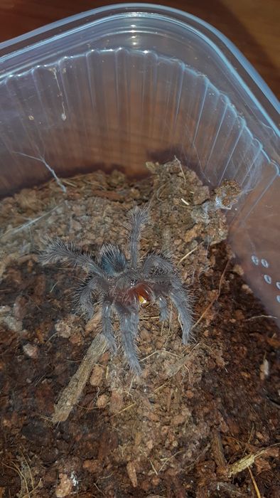 Phormictopus auratus l2 Ptasznik złocisty