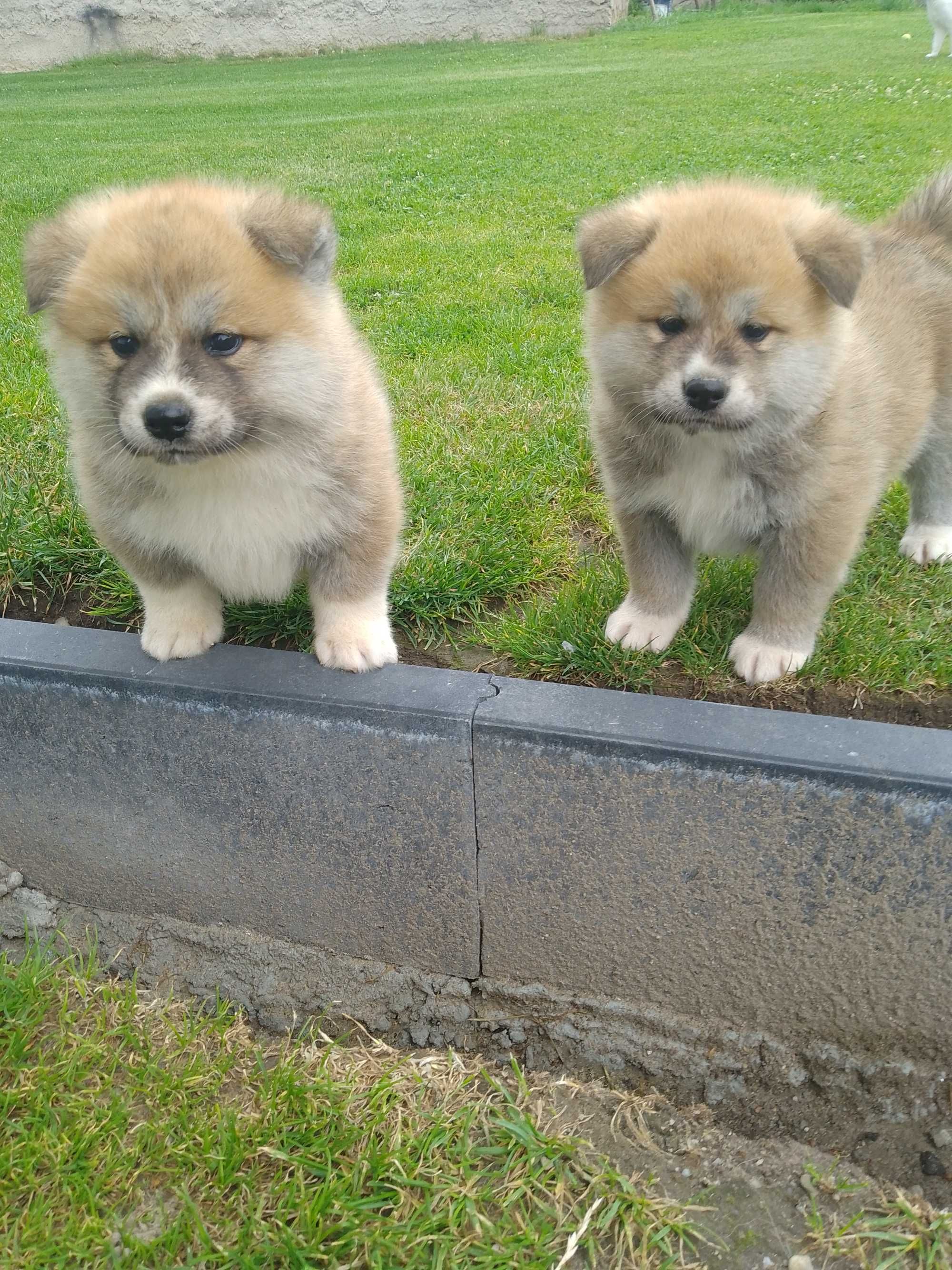 Akita Inu chłopiec