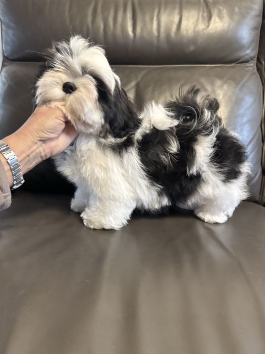 Suczka Shih Tzu ZKwP FCI