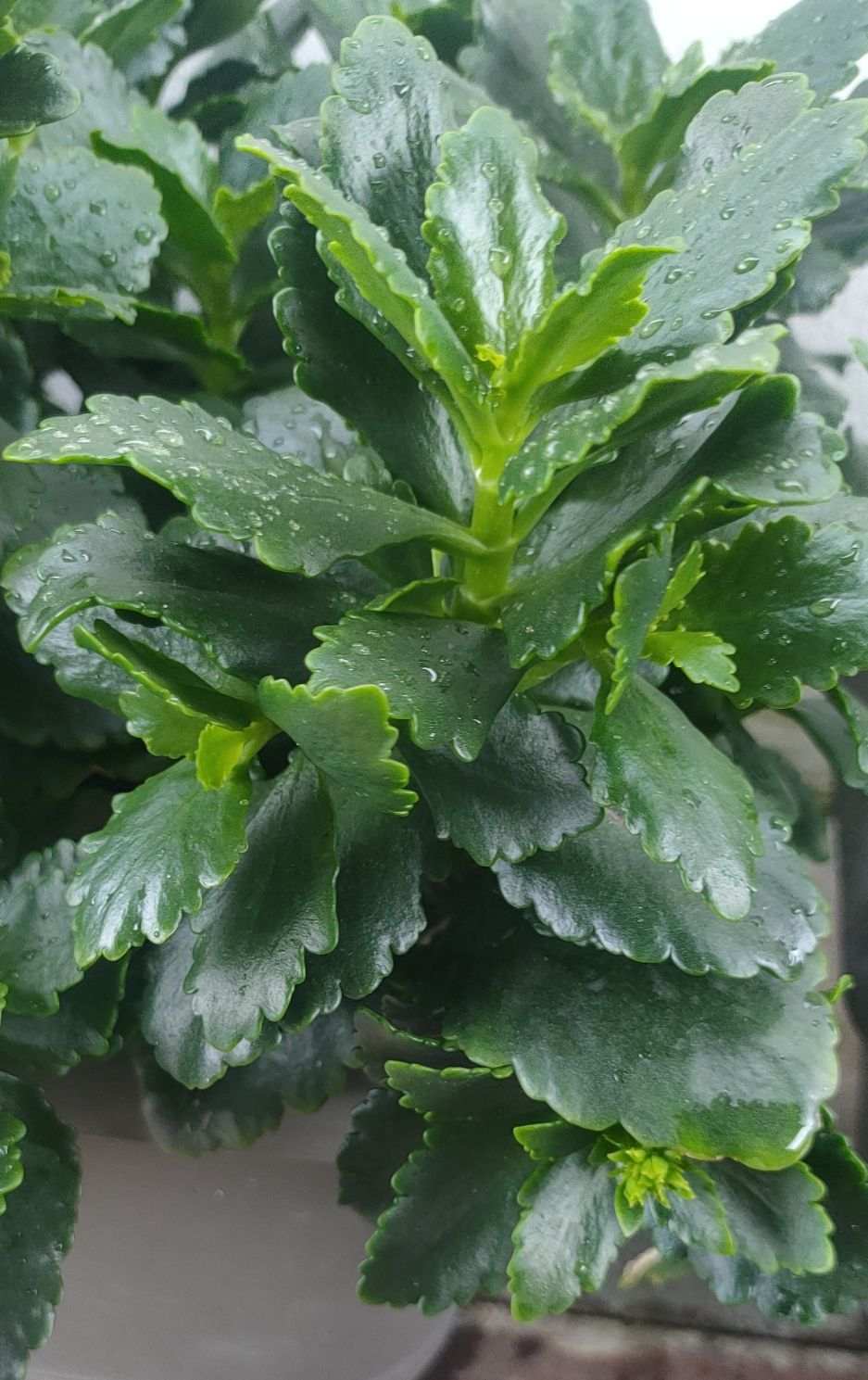 Jardim Suculentas