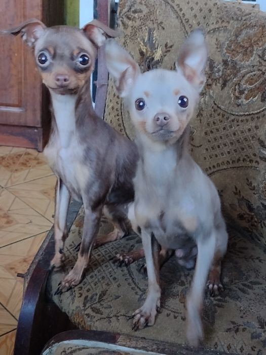 Той -тер'єр на в'язку та продаж цуценят