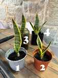 Plantas Espada de São Jorge - Vários tamanhos e preços