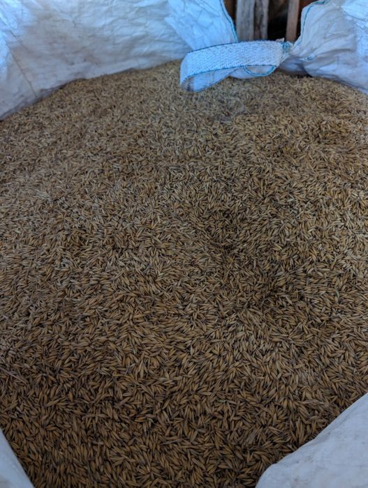 Sprzedam Zboże owies i żyto