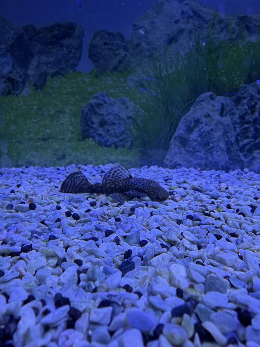 Pleco Ancistrus Femea