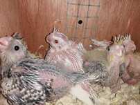 Agapornis e Caturras para domesticar