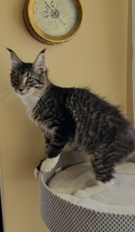 Piękna kotka Maine Coon