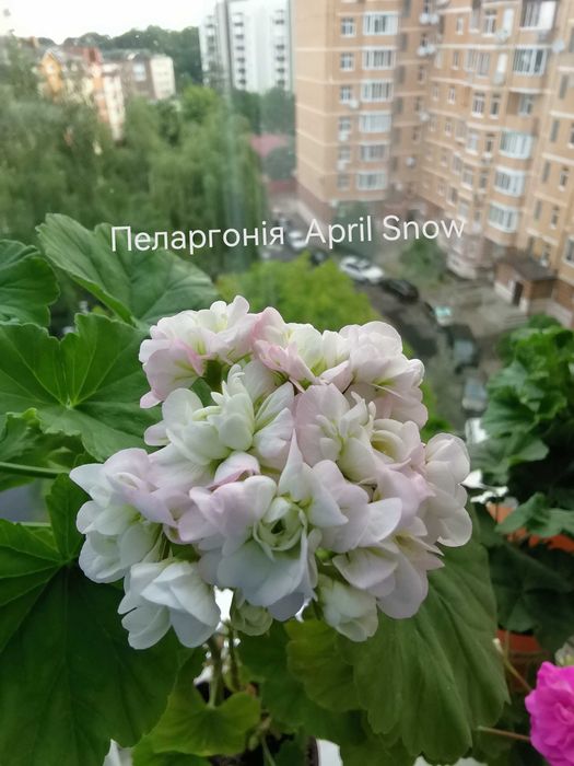 Продам кімнатну рослину пеларгонію  Астрід Розебуд