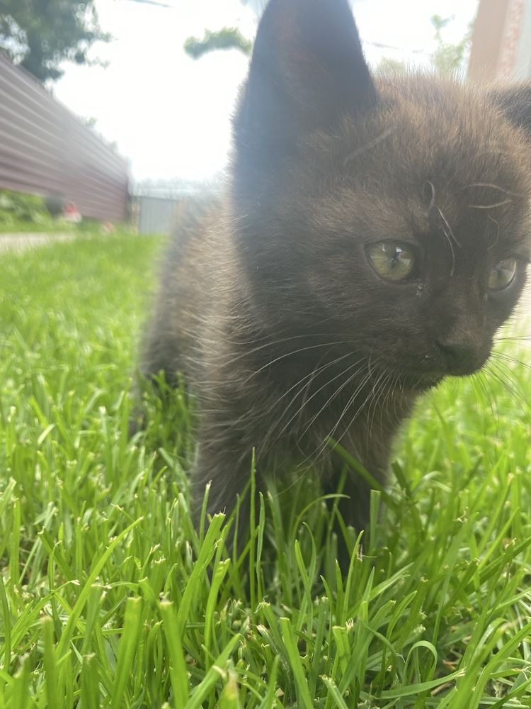 Відам породистих котів сірі британці