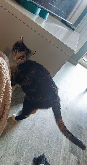 Kotka i kocurek szukają domu