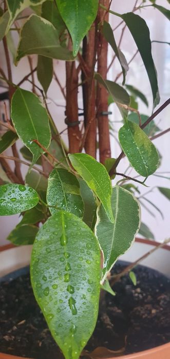 Свіжозрізи Фікус Сингоніум