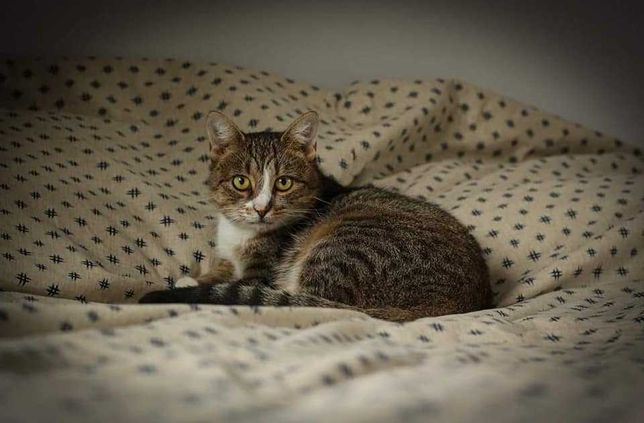 Kizia ok 1,5 roczna kotka z FIV+ błaga o dom Fundacja Zw.Po