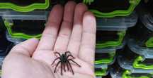 Паук Theraphosa L2