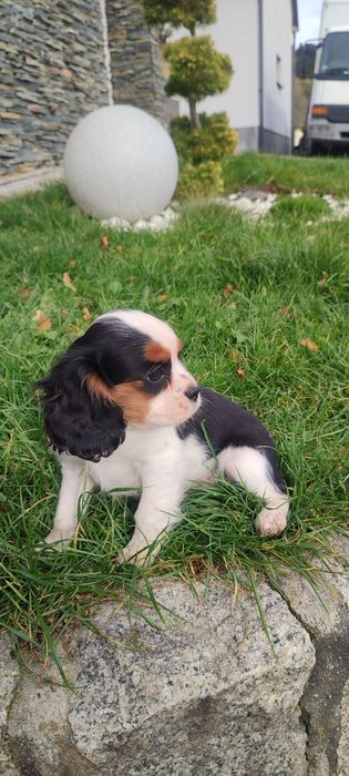 Spaniel cavalier King