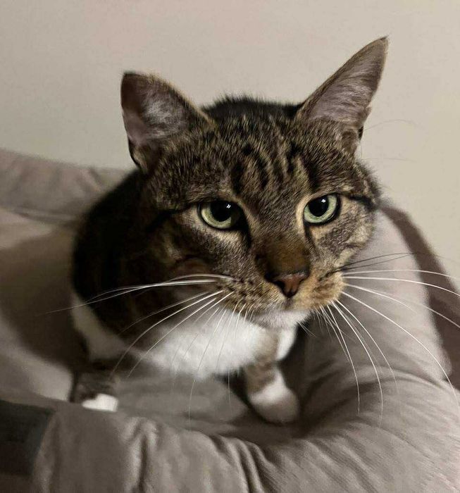 Kocurek KUBUŚ na tropie nowego domu - kto pokocha?