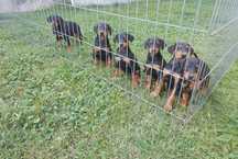 Doberman czarny podpalany- suczka