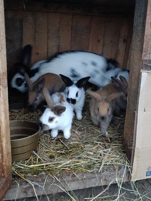 Srokacz niemiecki młode