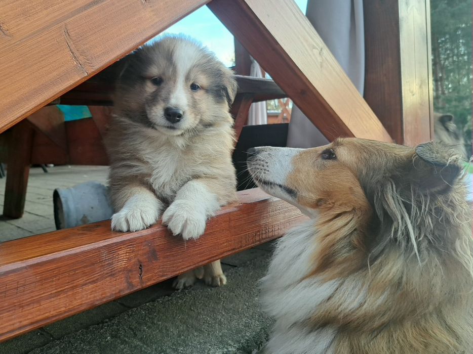 !GOTOWE NA NOWY DOM! -Owczarek szkocki collie- szczeniaki