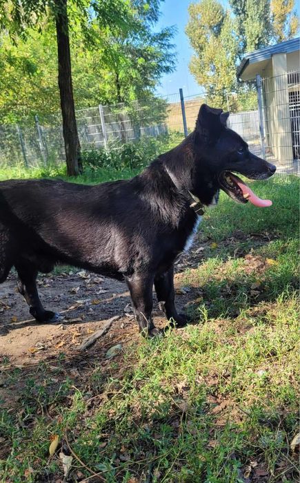 Mały czarny psiak czeka na dom!