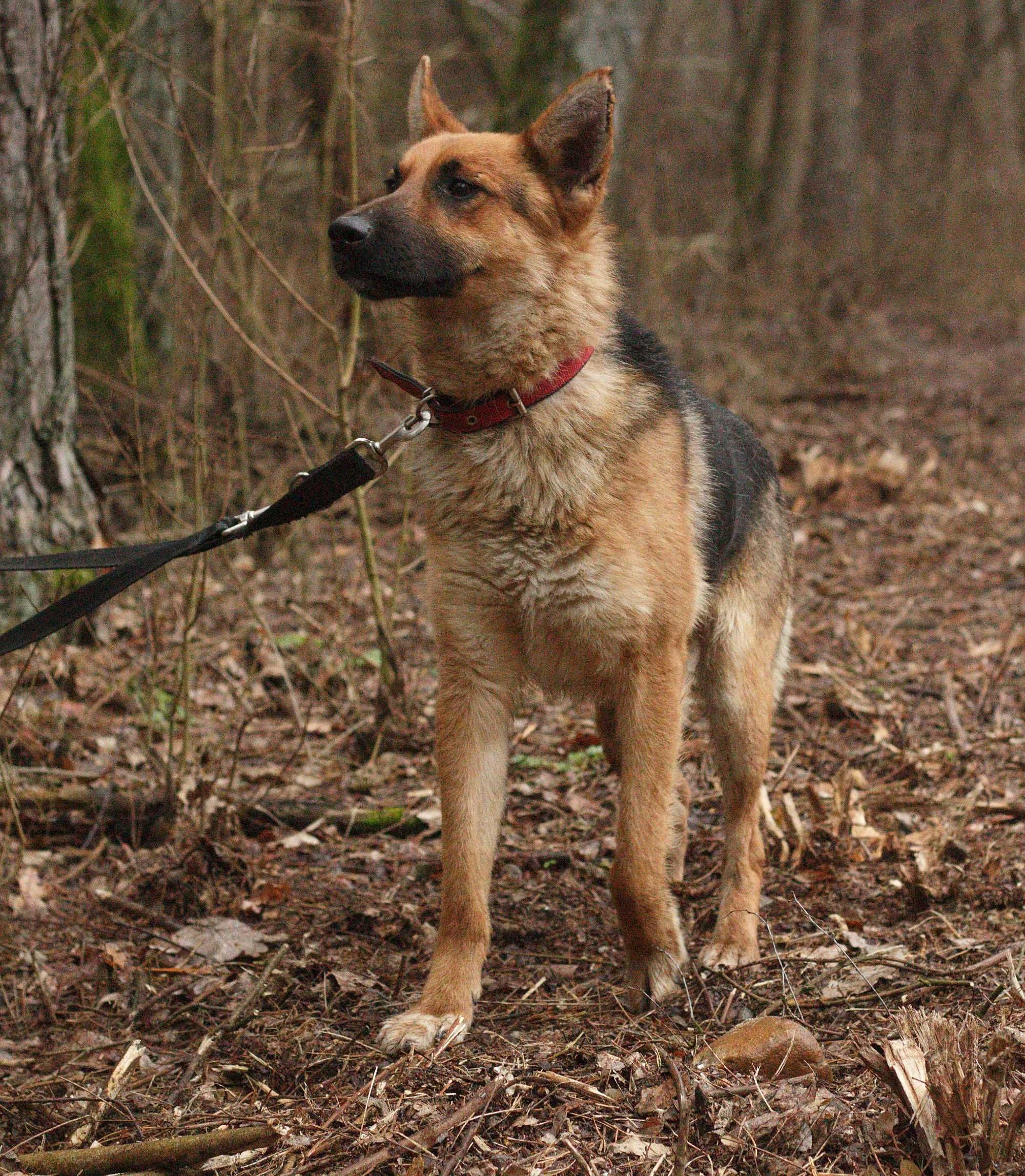 BREN, Schronisko Canis w Kruszewie