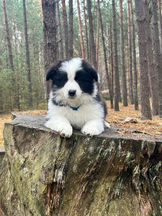 Szczeniak border collie