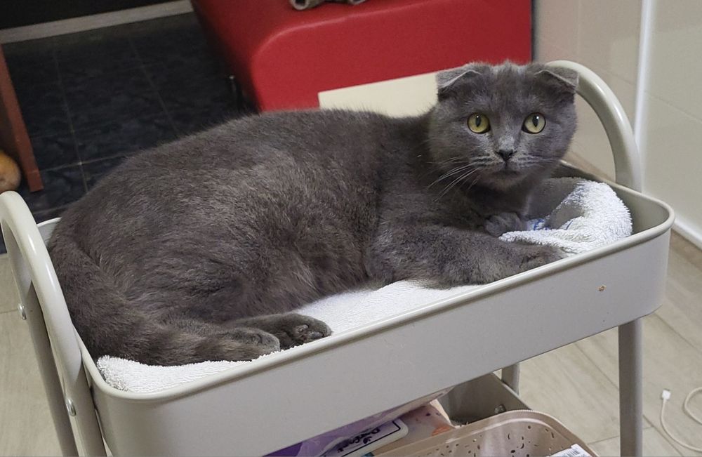 Котёнок шотландская вислоухая возраст 6-7 месяцев  ищет семью