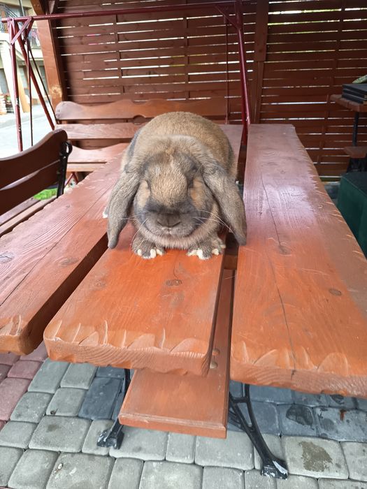 Samiec barana francuskiego