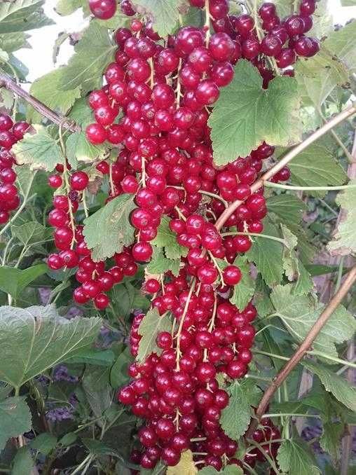 Sadzonki porzeczki porzeczka czerwona Jonkheer van Tets !