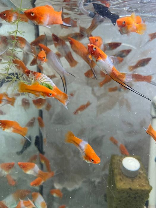 Акваріумні рибки