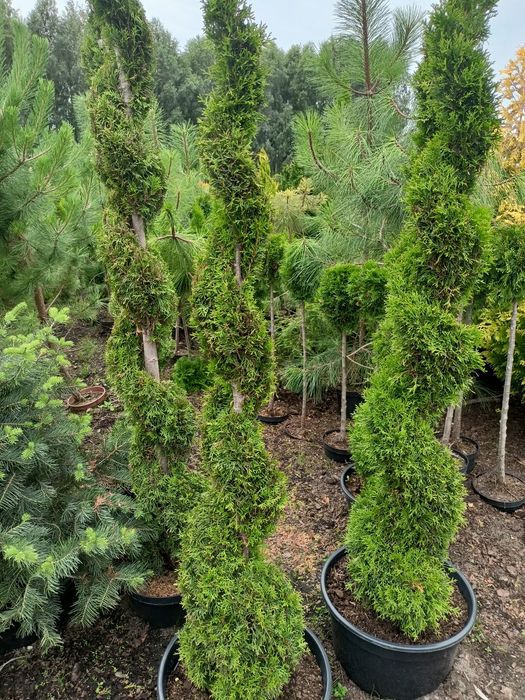 Tuja szmaragd,Danica,bonsai, krzewy