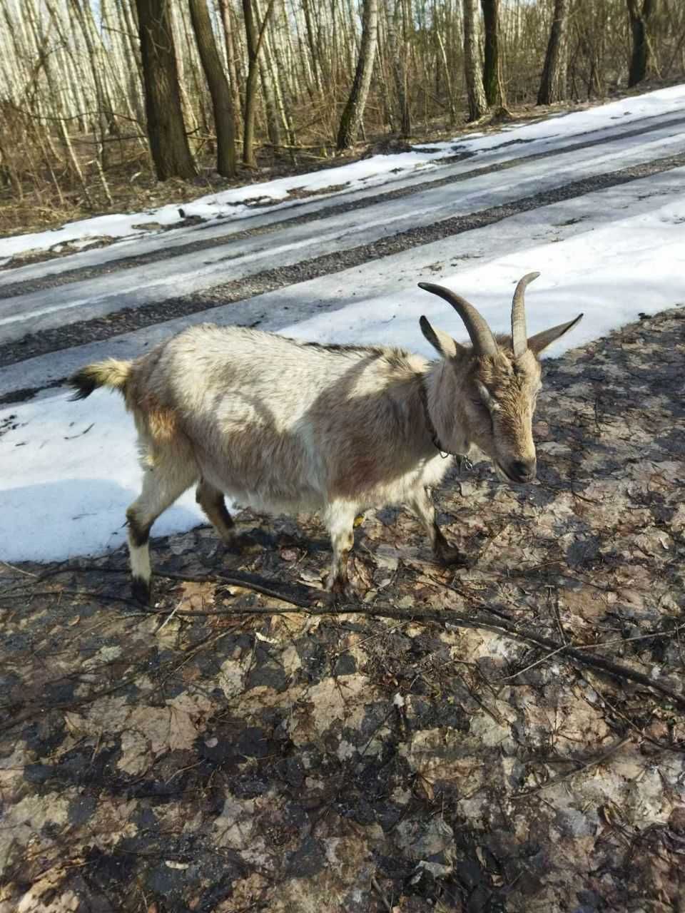 Продаються дійні кози