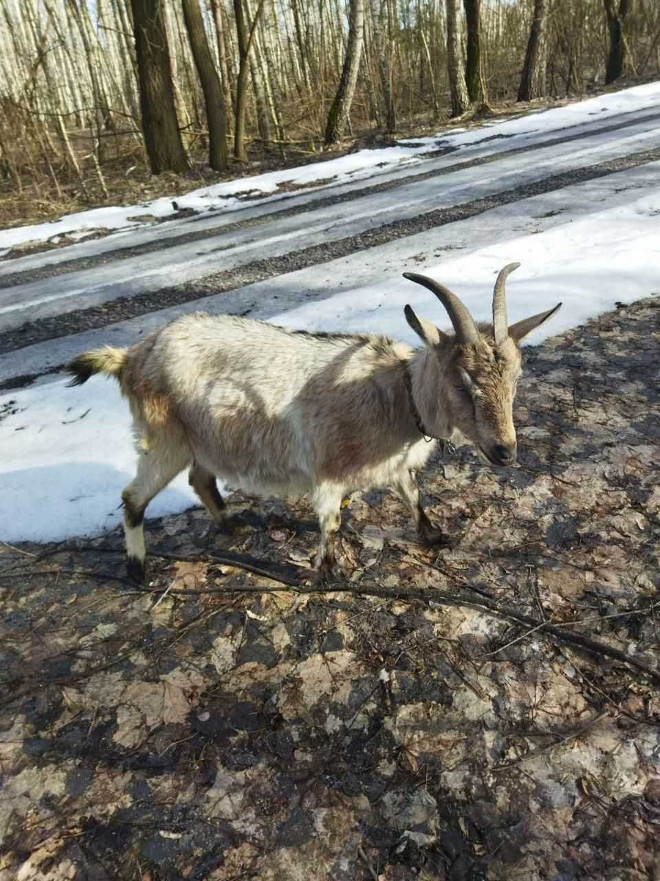 Продаються дойні кози