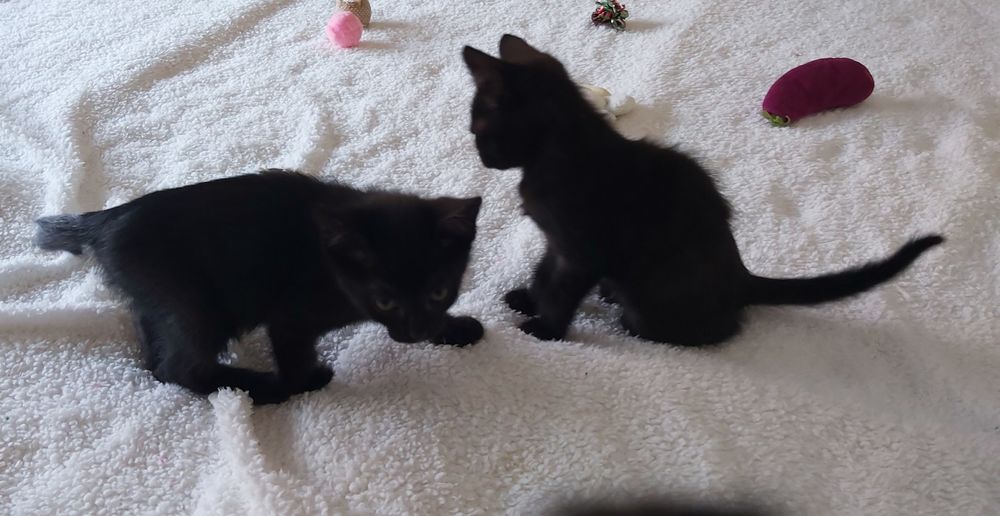 Gatinhos bebés para adoção