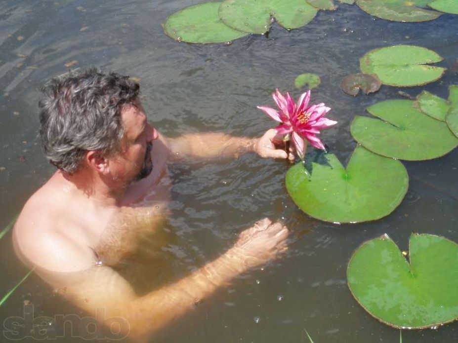 Водяные лилии (нимфея)