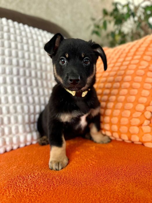 Malutka psia dziewczynka do adopcji - Pasta!