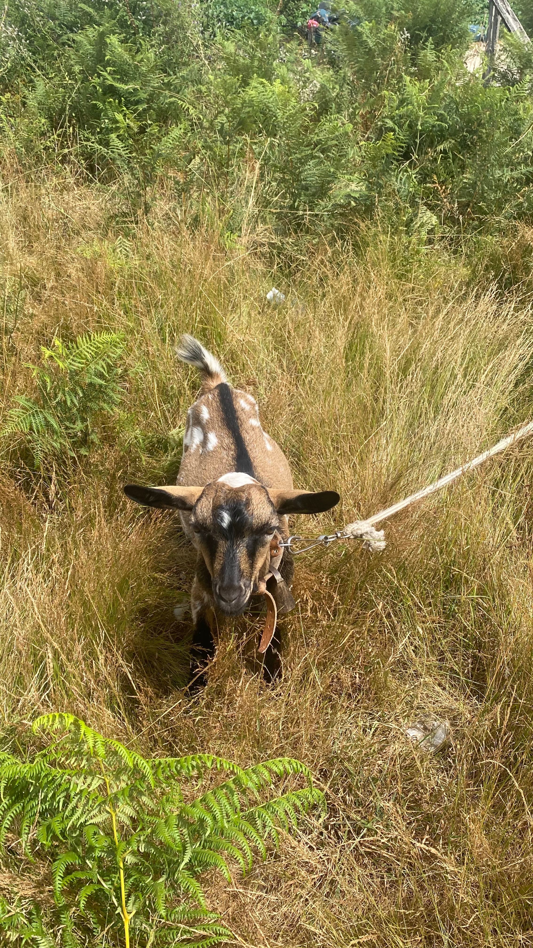 Cabrito anão  ( sem cornos )